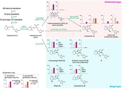 Structure Elucidation and Biosynthesis of Orobanchol